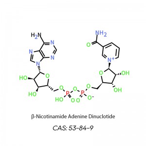 CAY001 β-니코틴아미드 아데닌 디뉴클레오티드(NAD+, 산화된 조효소 I) CAS: 53-84-9